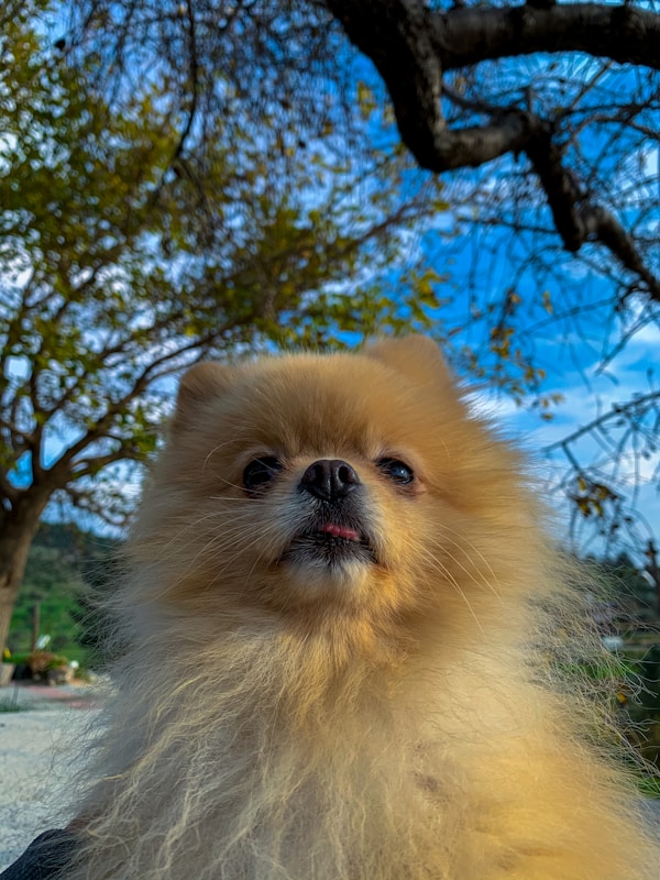 Cachorros Pomerania Premium Disponibles