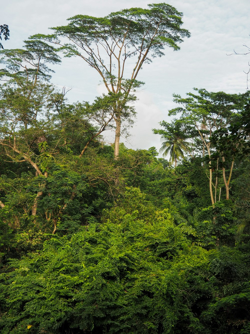 green trees under white sky during daytime