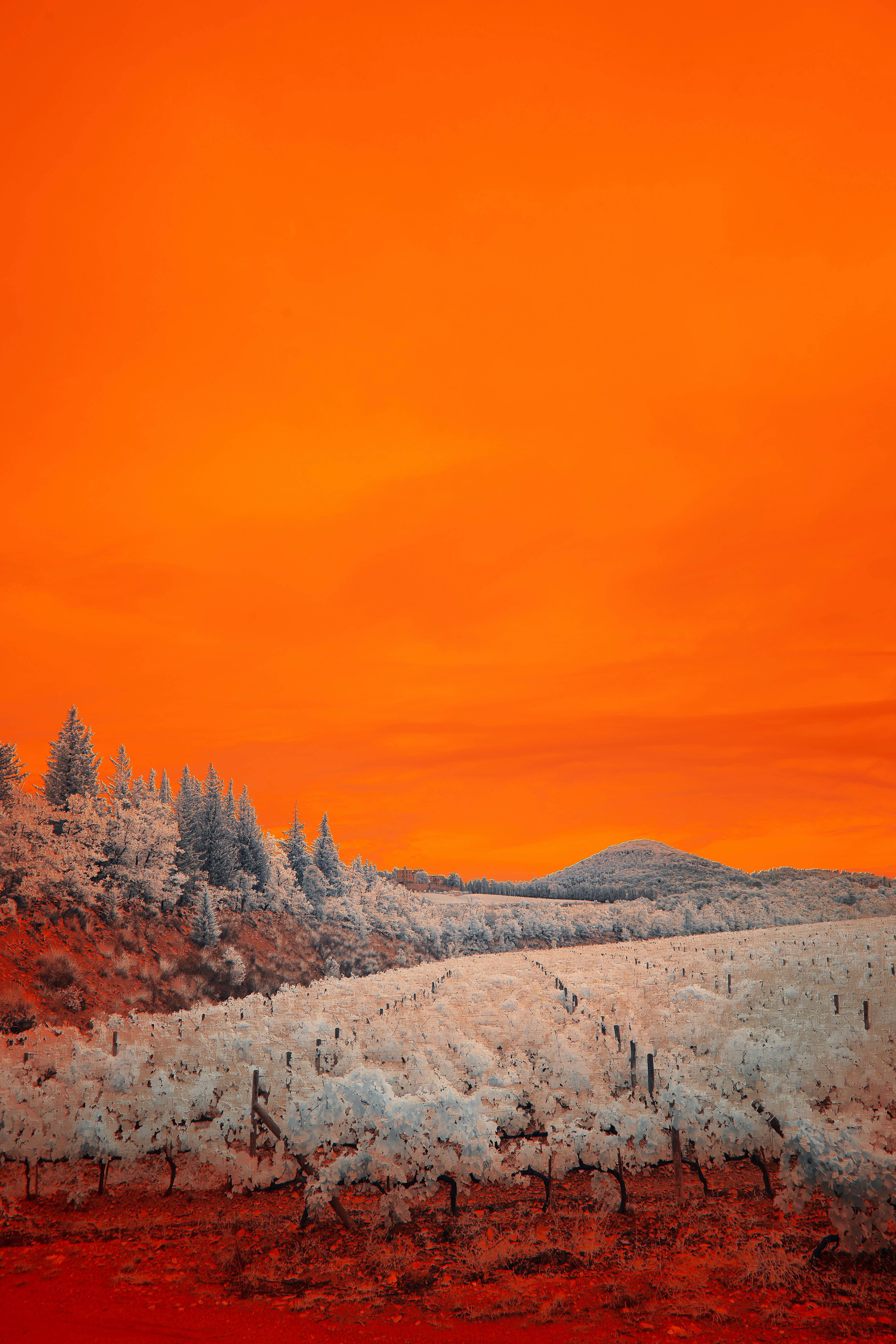 Photo by wolfgang_hasselmann