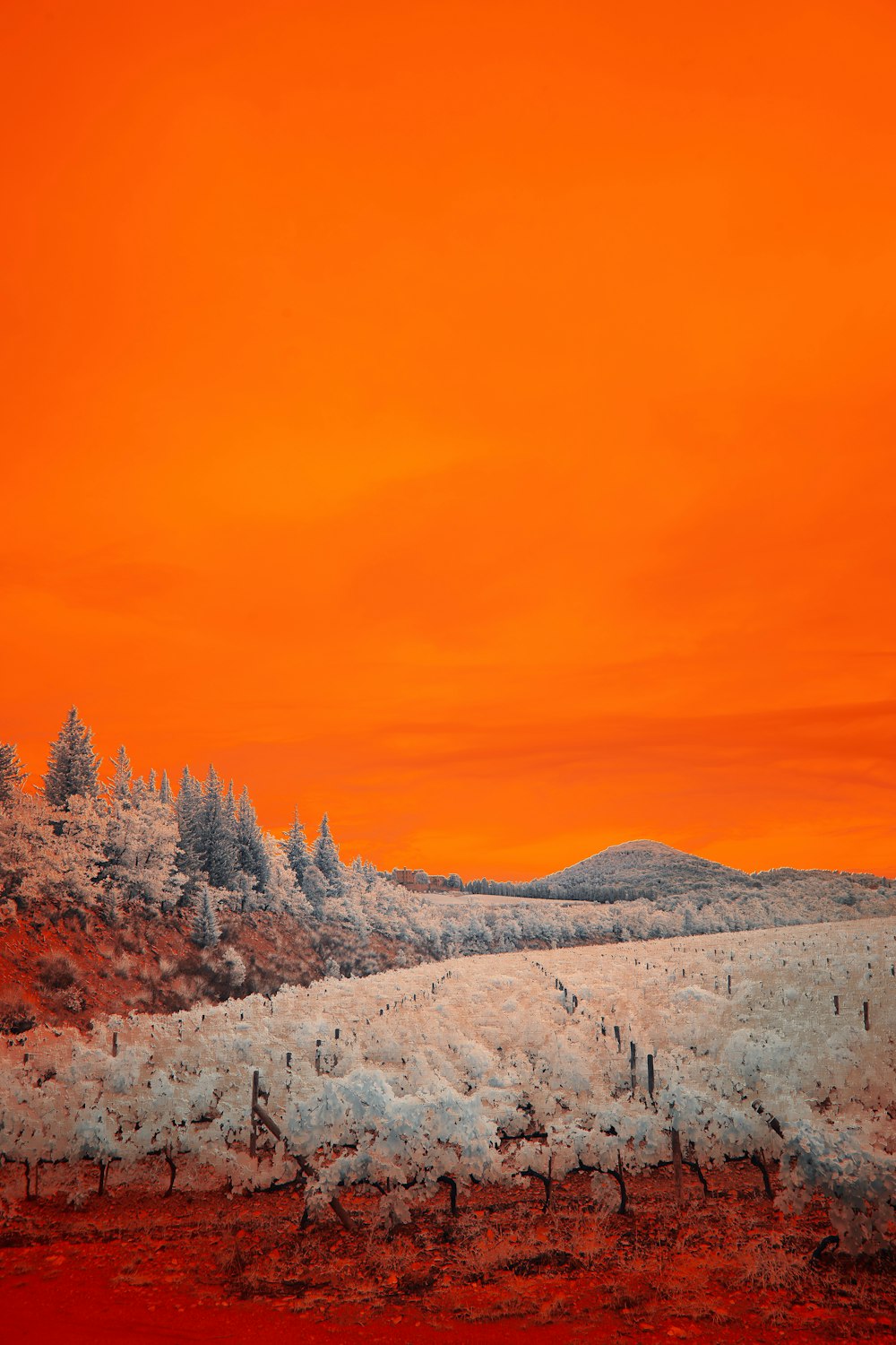 green pine trees on snow covered ground under blue sky during daytime