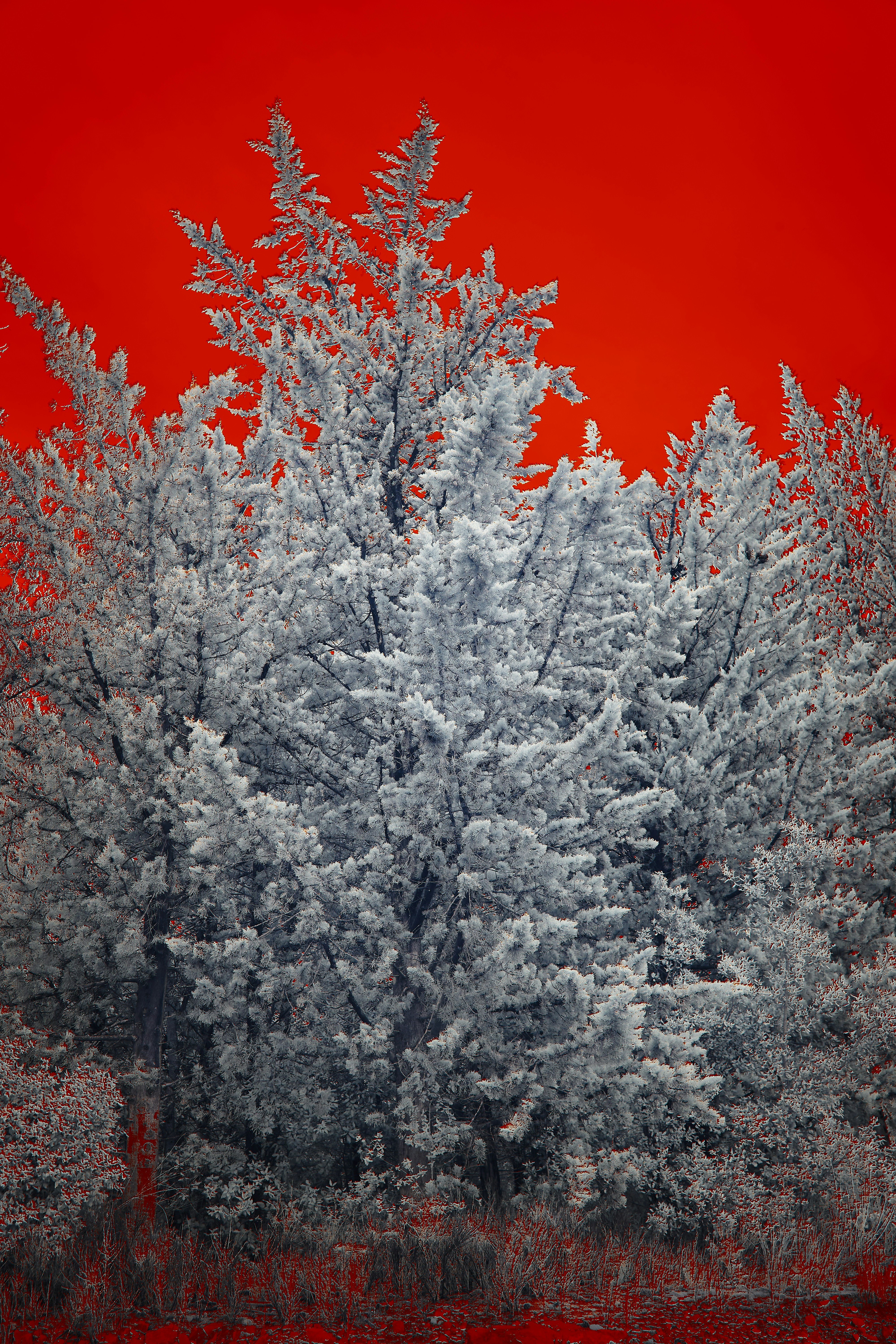 Photo by wolfgang_hasselmann