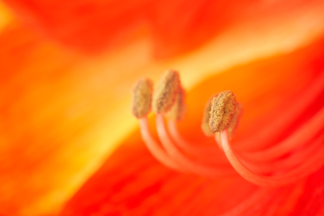 orange and yellow flower petals