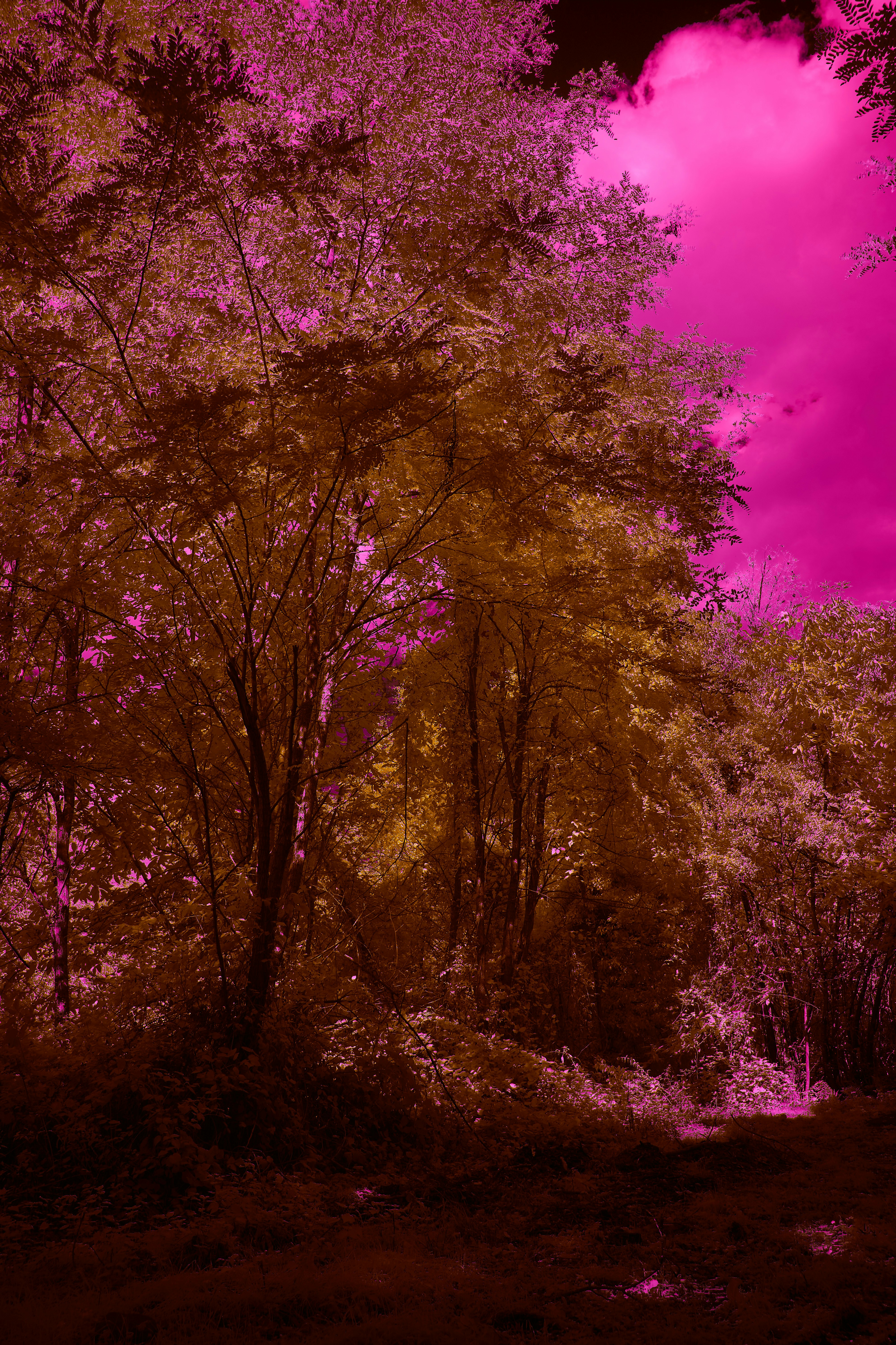 Photo by wolfgang_hasselmann