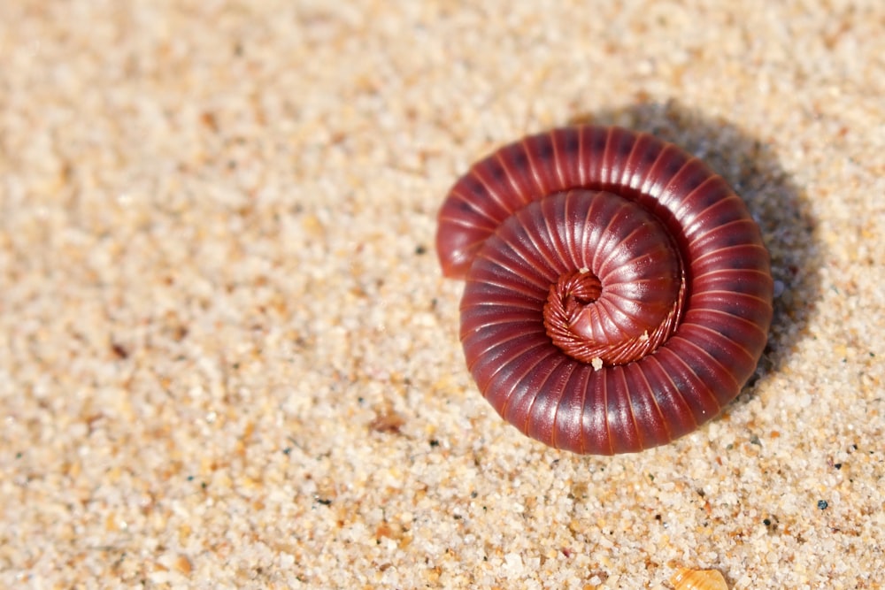 brown and white sea creature on brown sand