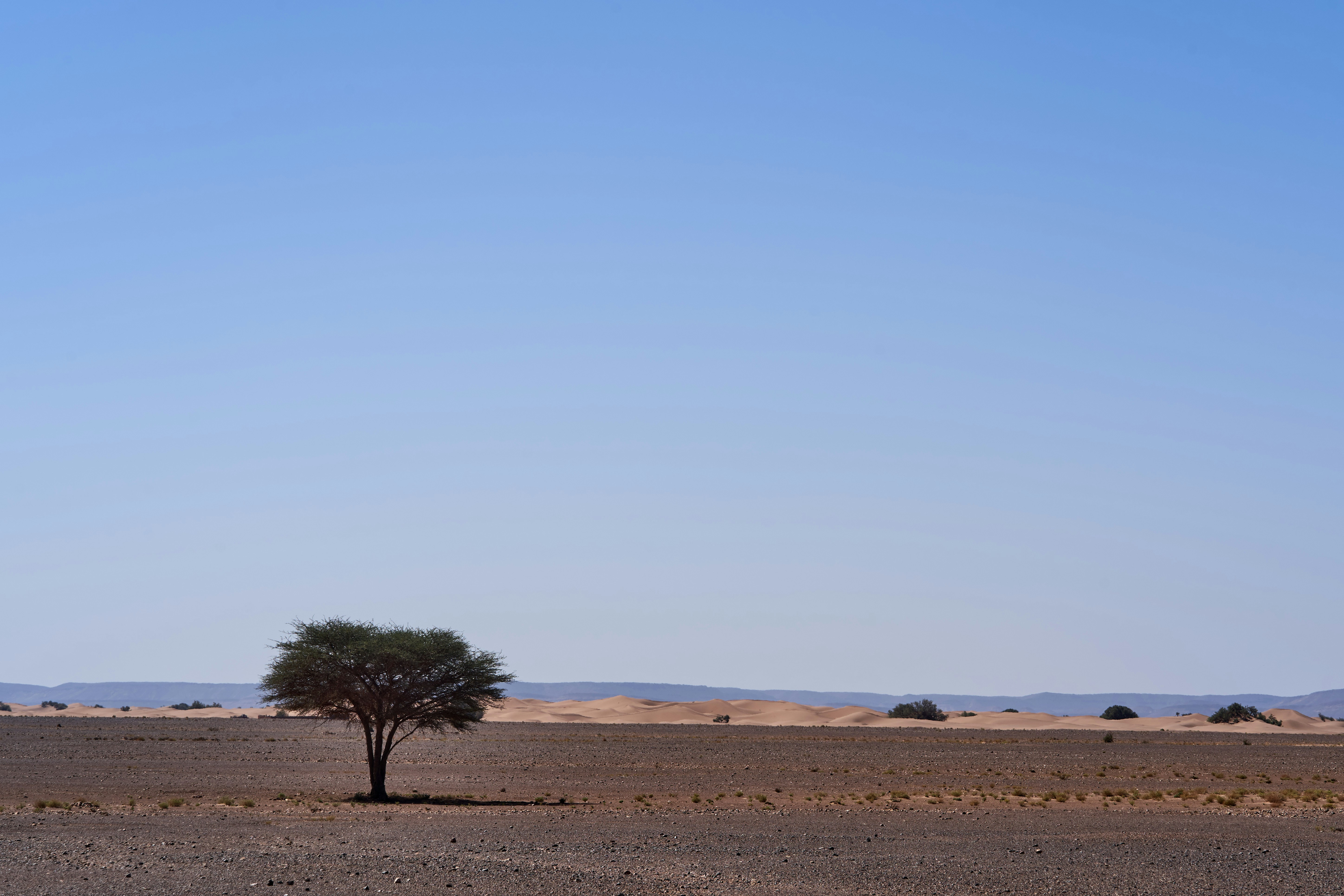 Photo by wolfgang_hasselmann