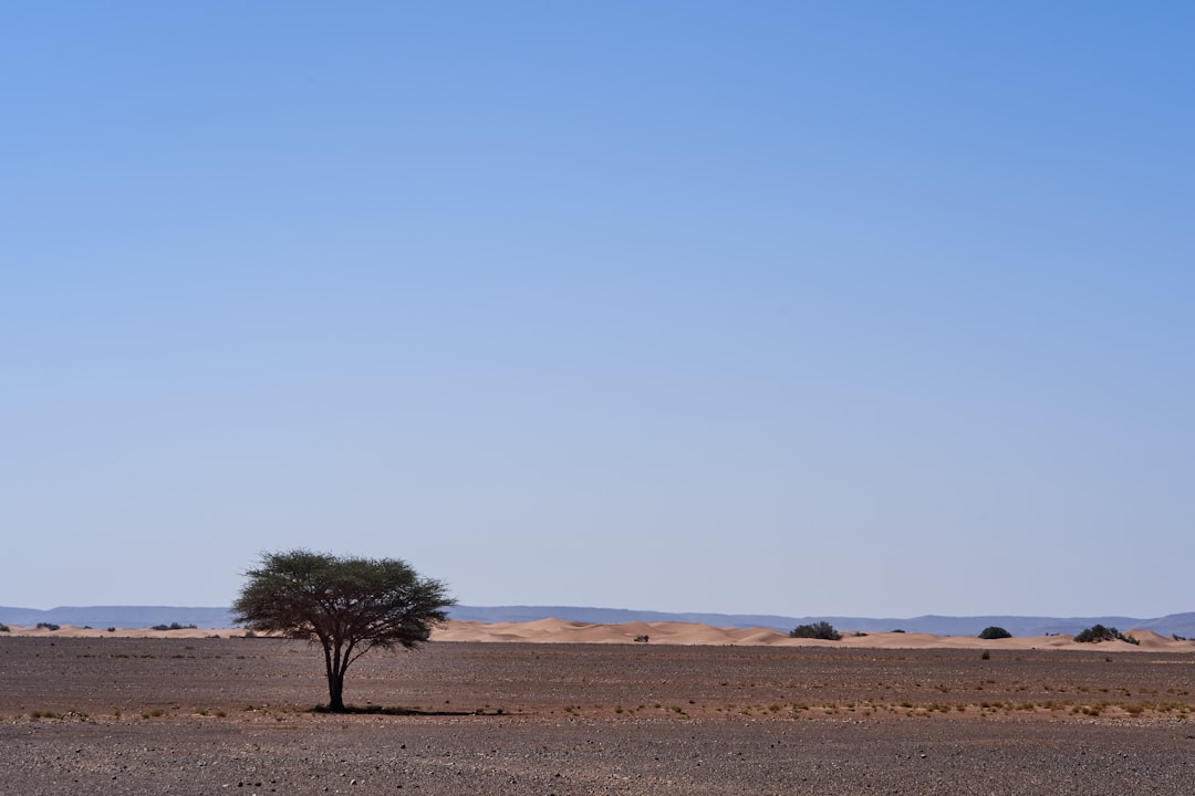 green tree in the middle of brown field