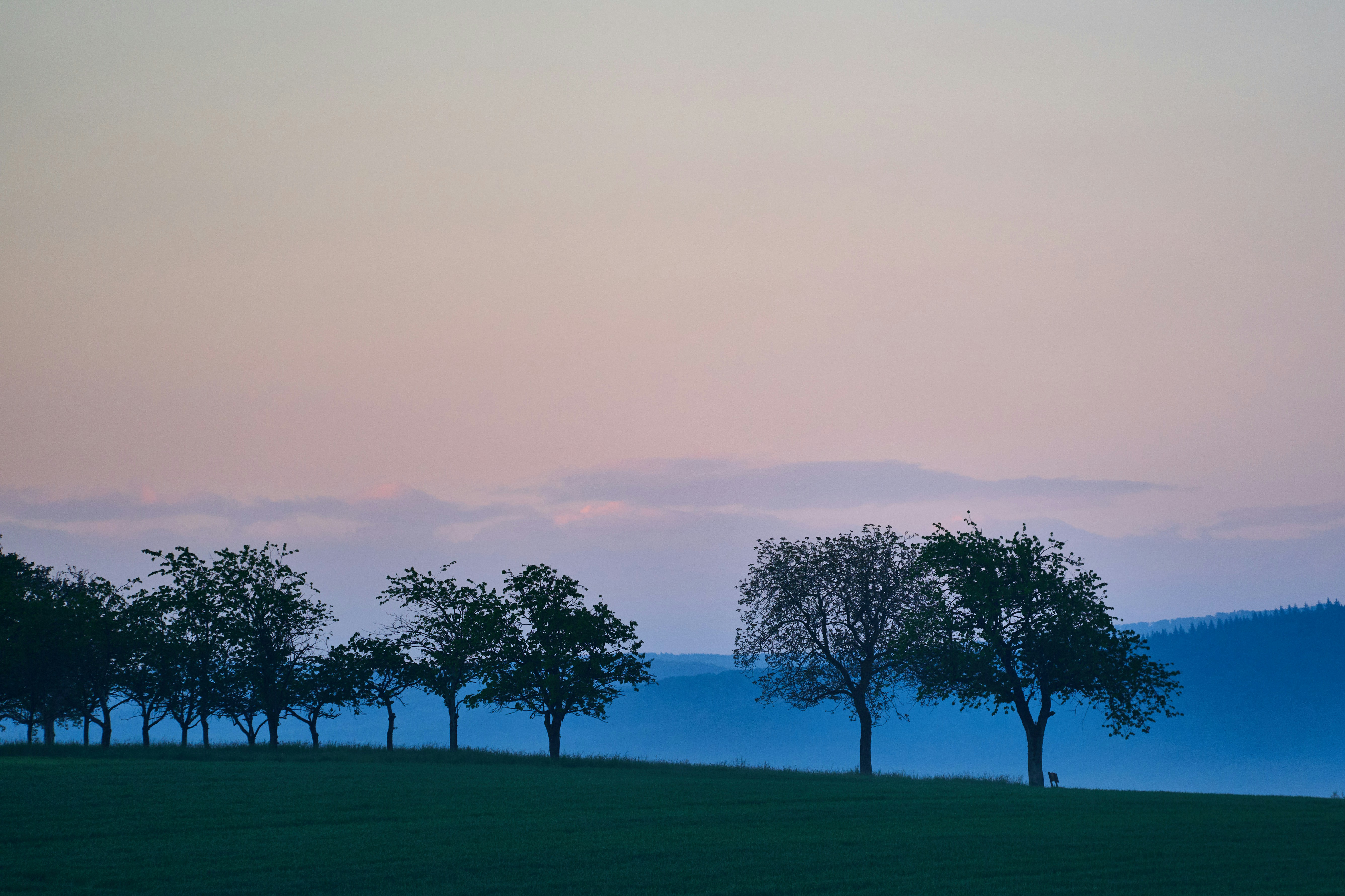 Photo by wolfgang_hasselmann