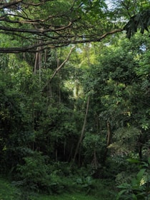 green trees and plants during daytime