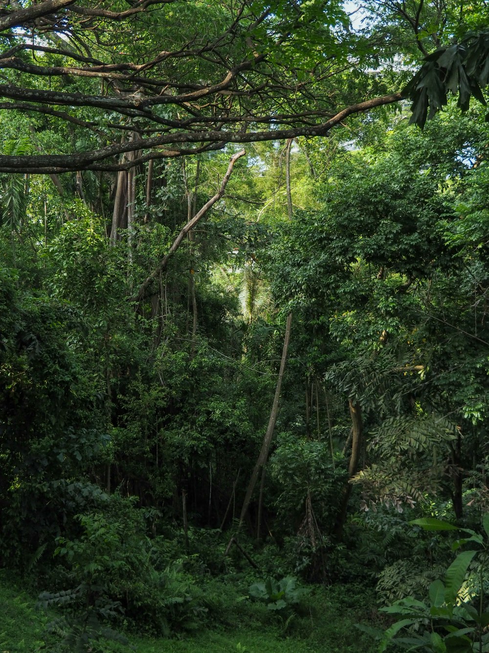 green trees and plants during daytime