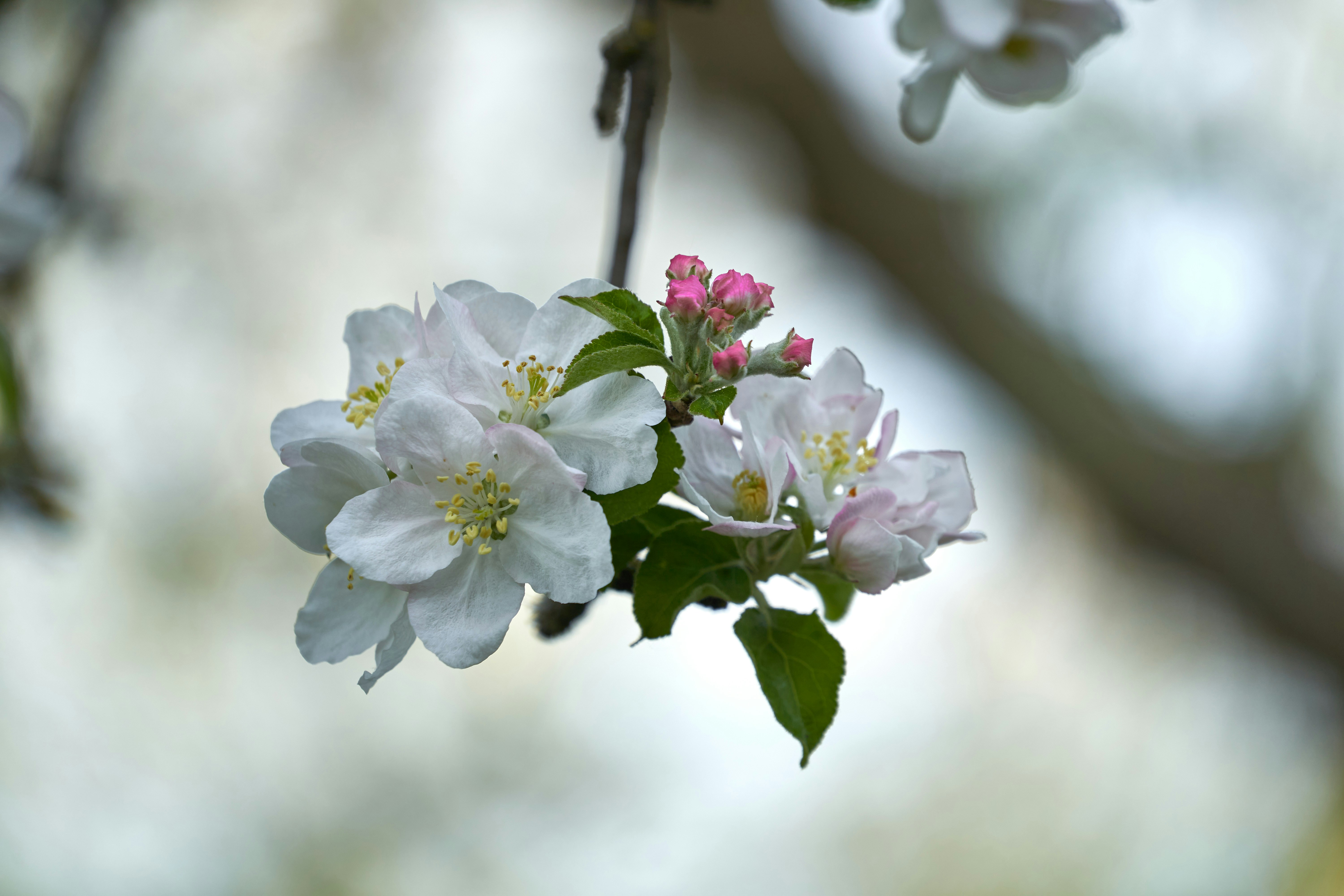 Photo by wolfgang_hasselmann