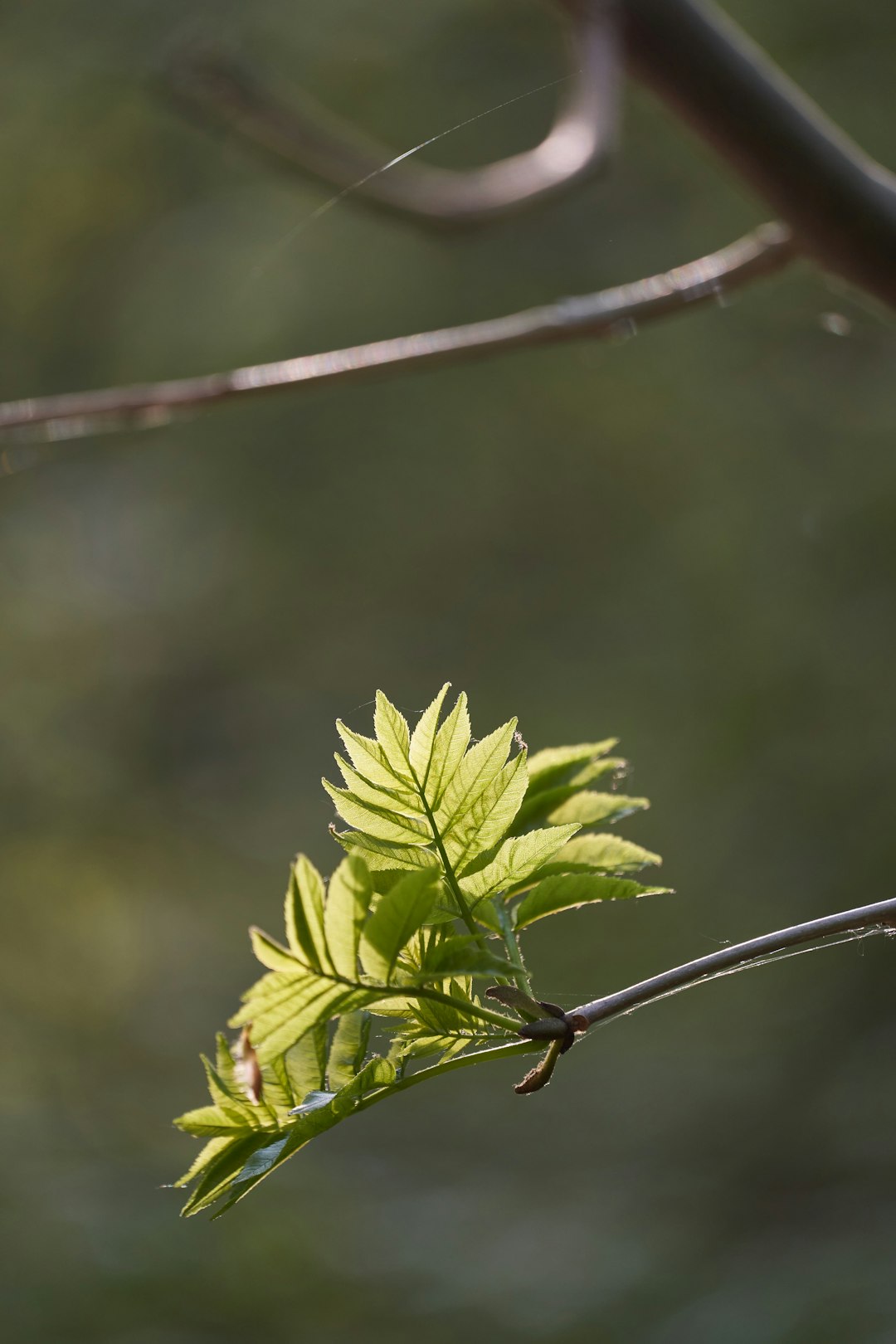 green leaf plant in close up photography