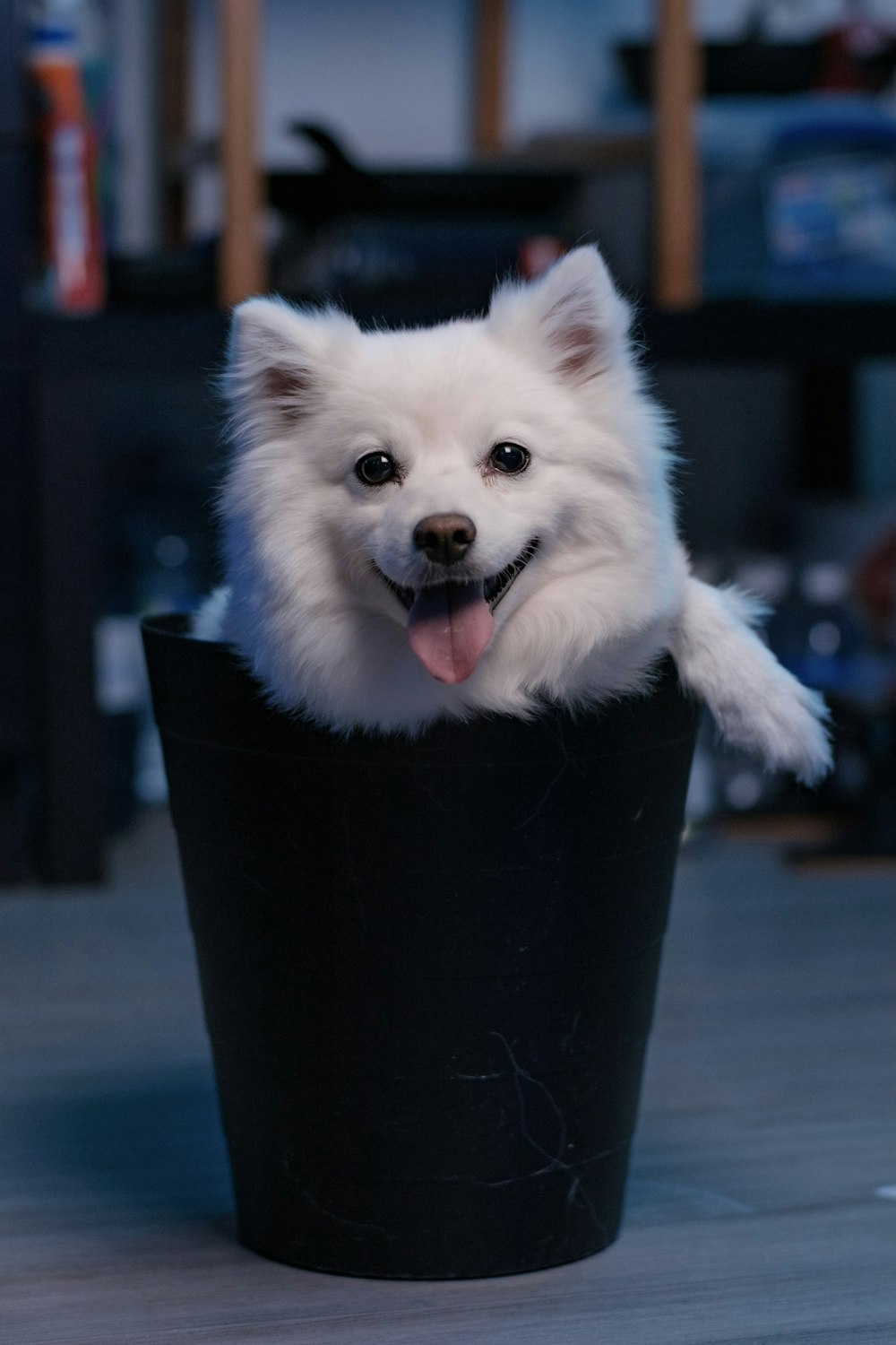 white pomeranian puppy in black plastic bucket