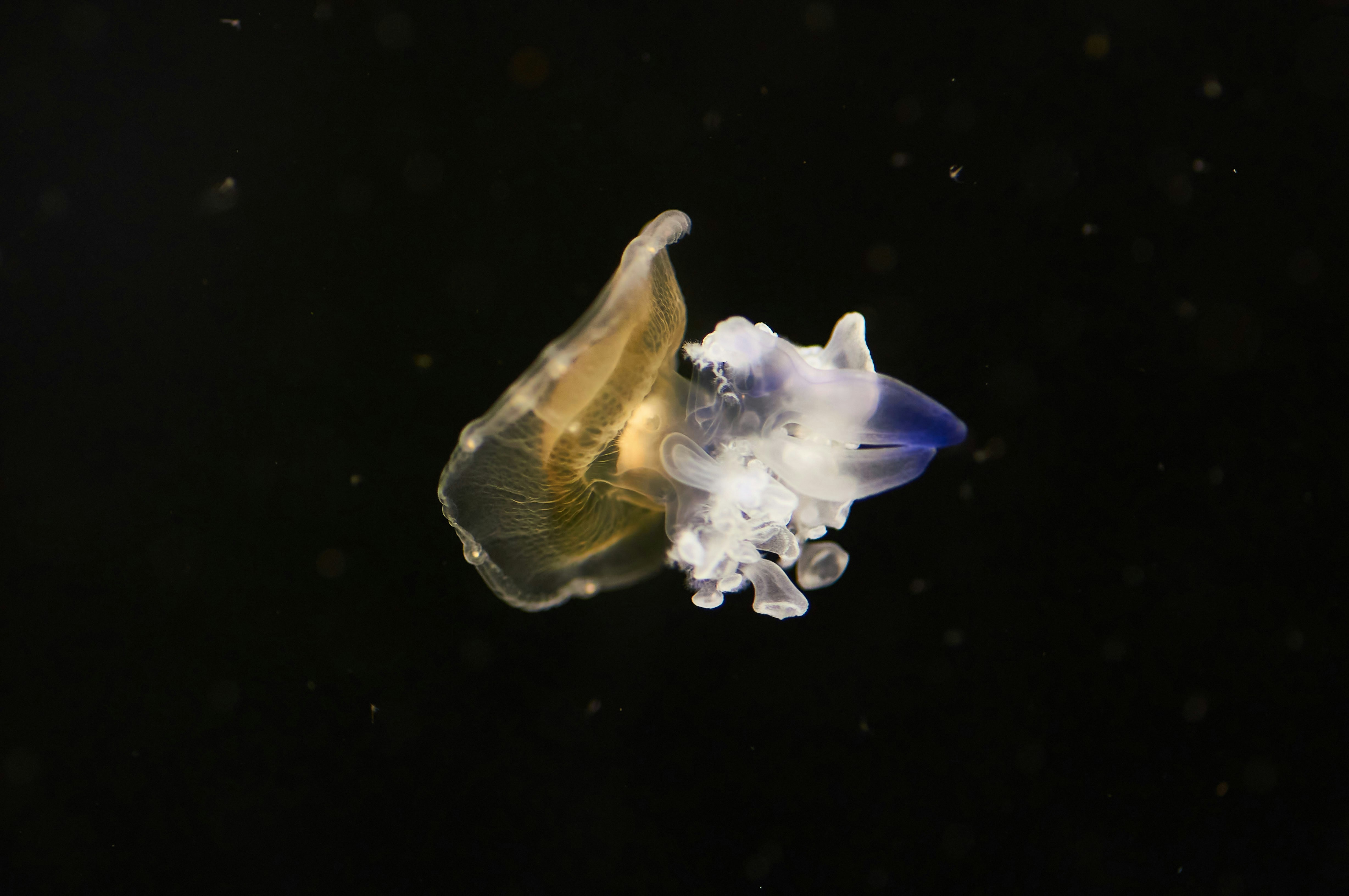 Photo by wolfgang_hasselmann