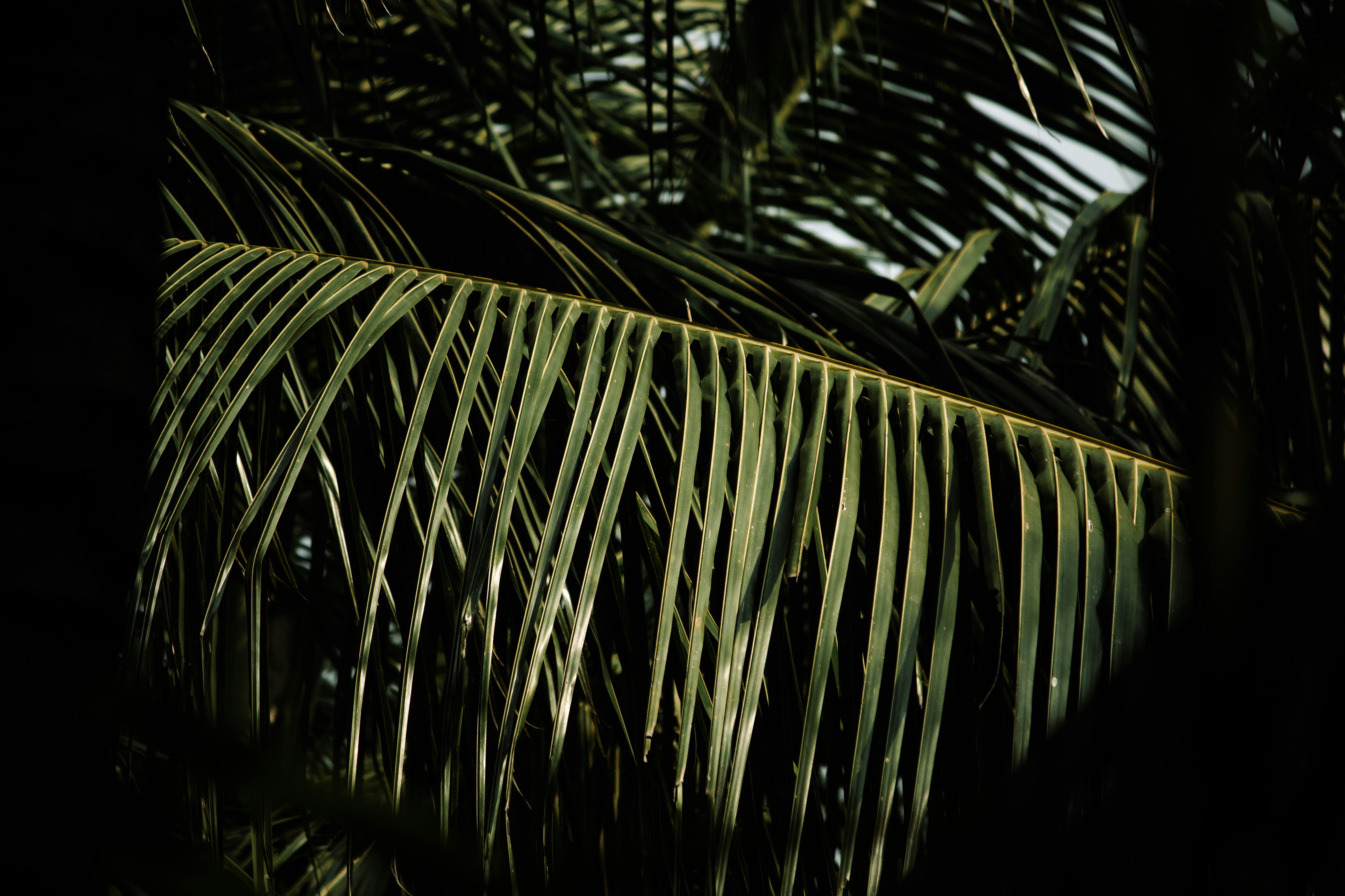 Photo by thilak_cm212