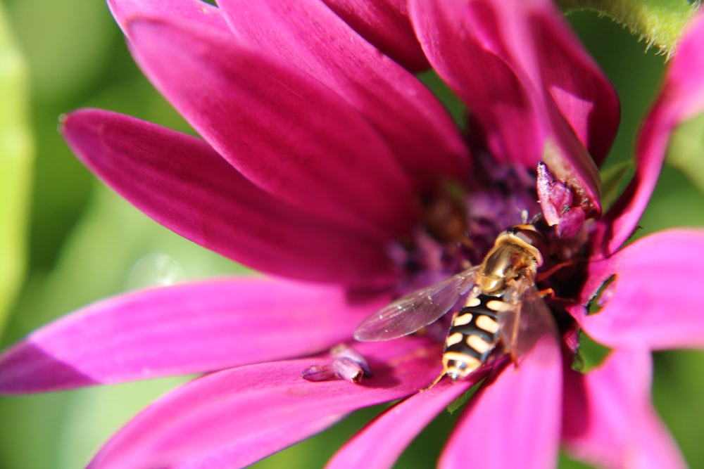 honeybee perched on purple flower in close up photography during daytime