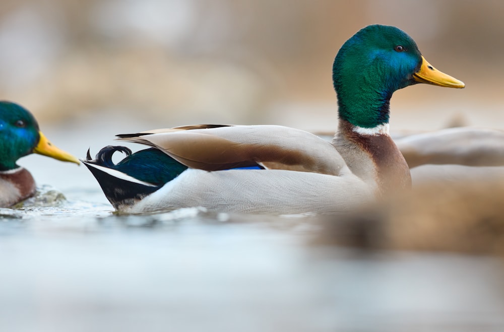 white and green mallard duck on water