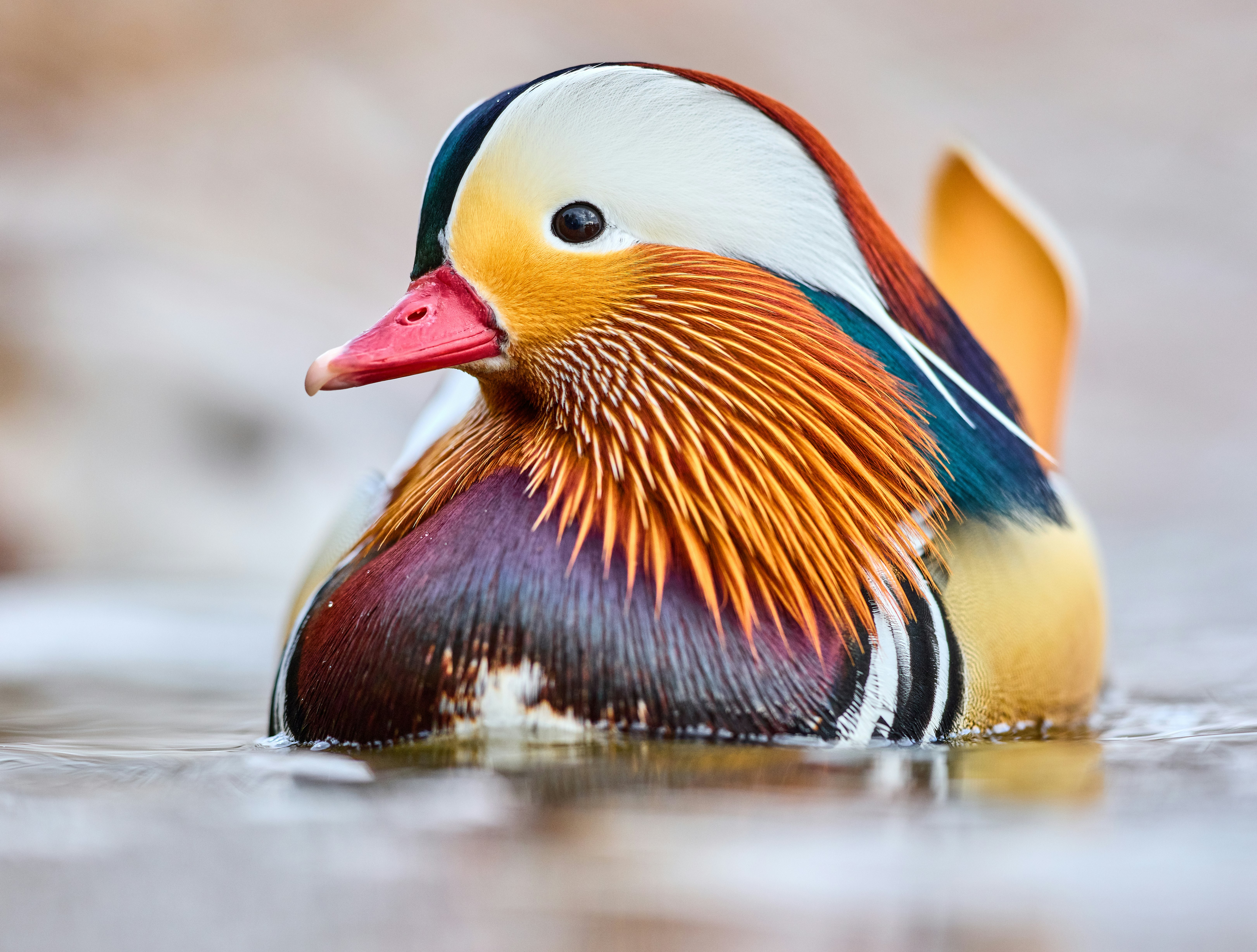 orange white and blue duck on water
