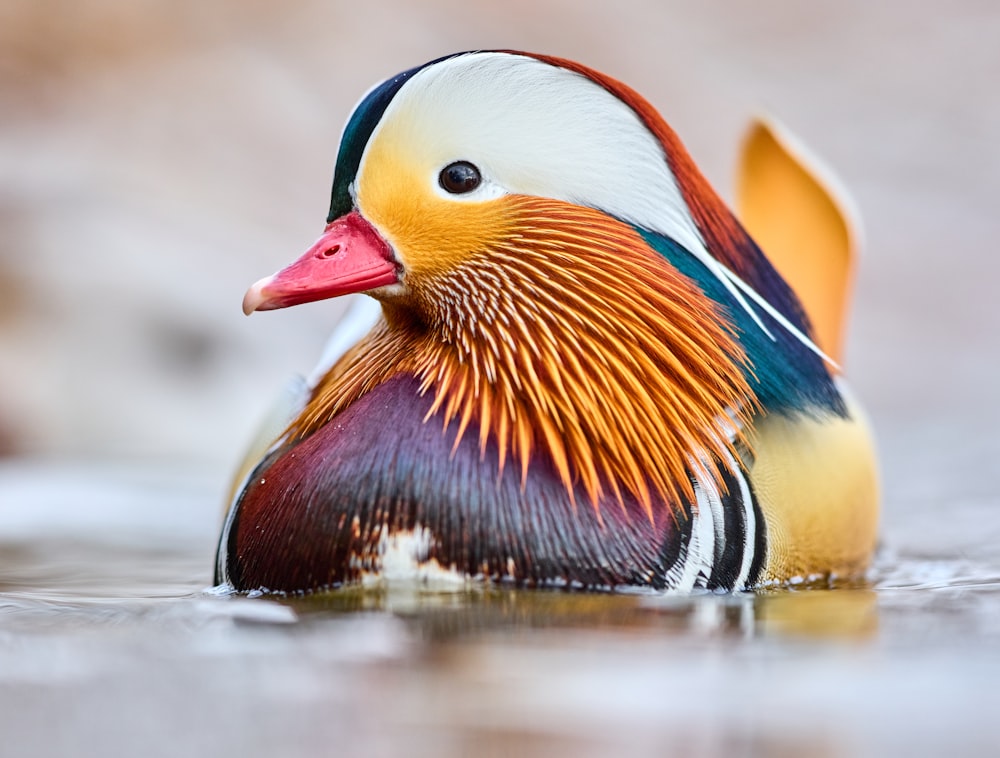 orange white and blue duck on water