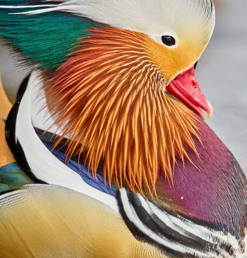 oiseau blanc, orange et bleu