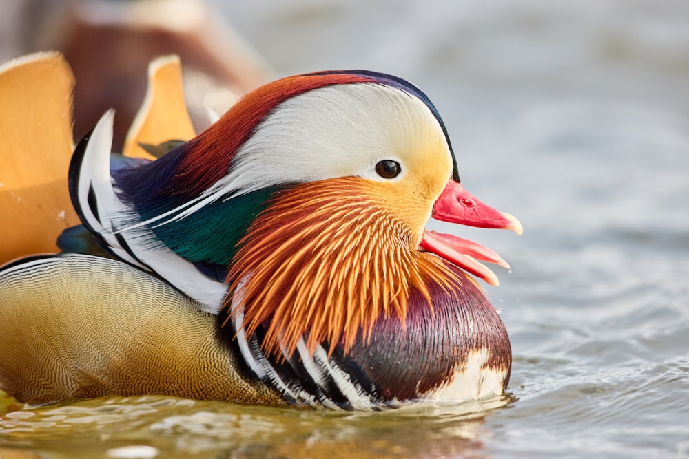 brown white and green duck