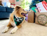A heartwarming scene featuring a pet wearing a personalized bandana, curled up next to a thoughtful gift box in a modern living room.