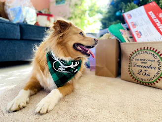 A proud dog posing with a bright green bandana, surrounded by cheerful toys and cushions.