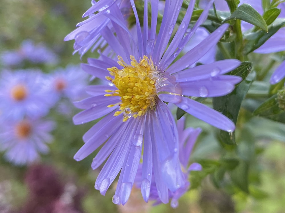 purple flower in tilt shift lens