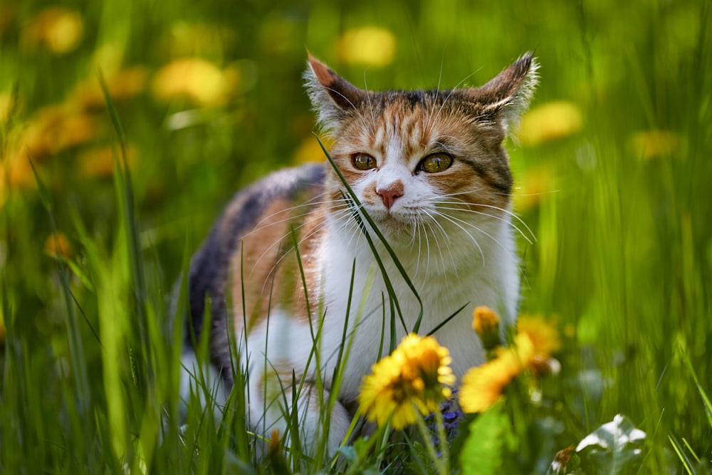 white brown and black cat on yellow flower field during daytime