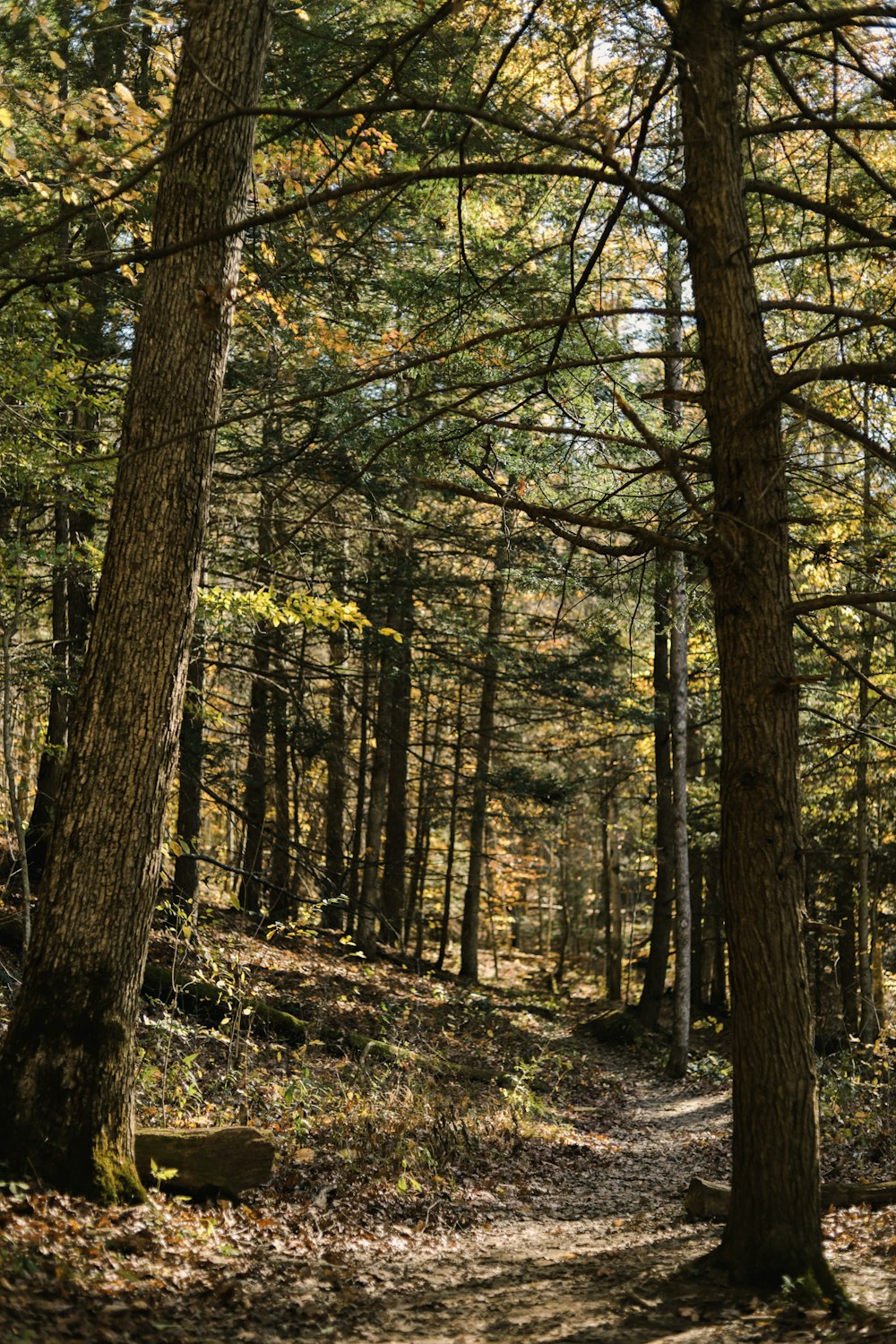 arbres bruns et verts pendant la journée