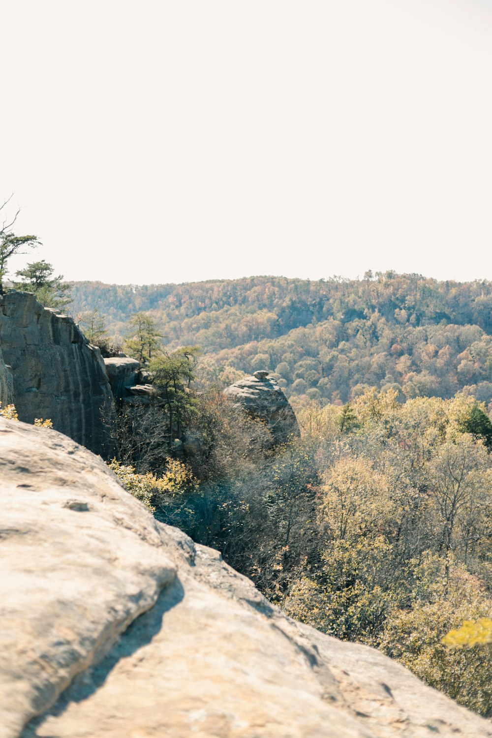 arbres verts sur les montagnes rocheuses pendant la journée