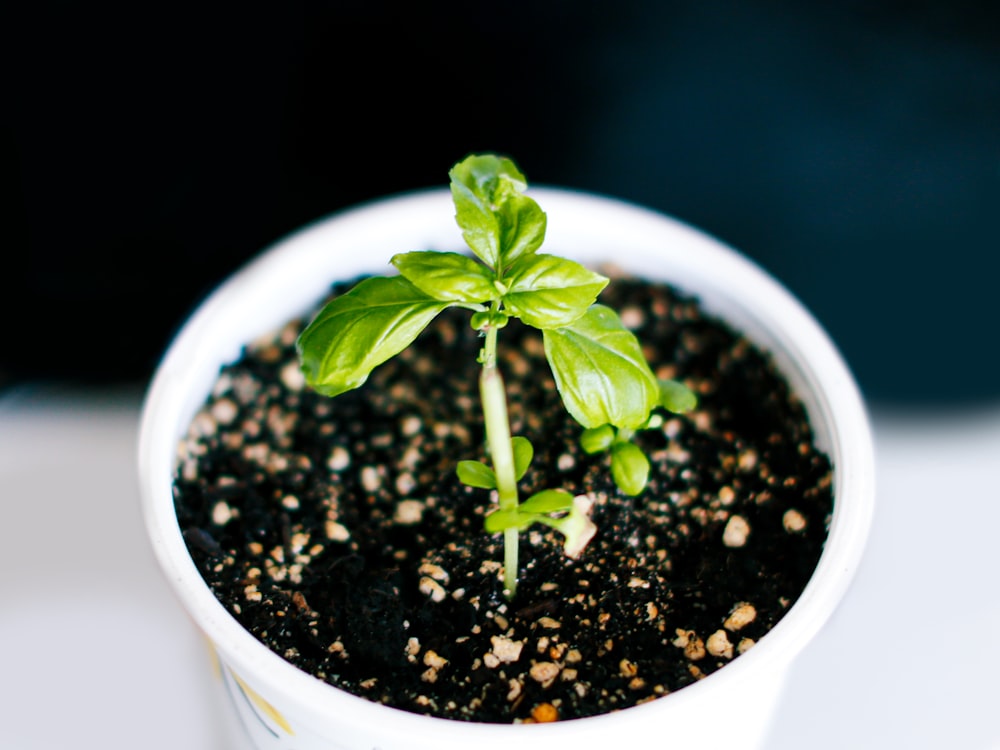 green plant in white ceramic pot