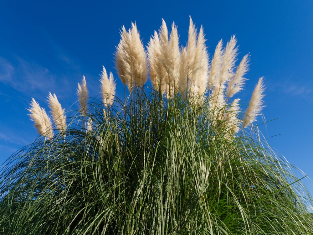 green grass under blue sky during daytime