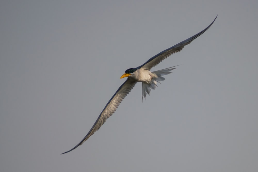 white and black bird flying