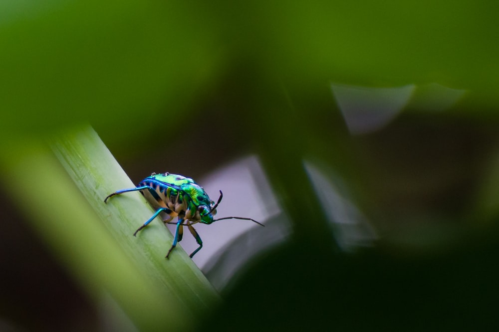 green and blue bug on green leaf