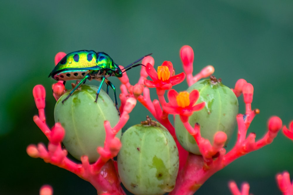 Bicho verde y negro en flor verde y roja