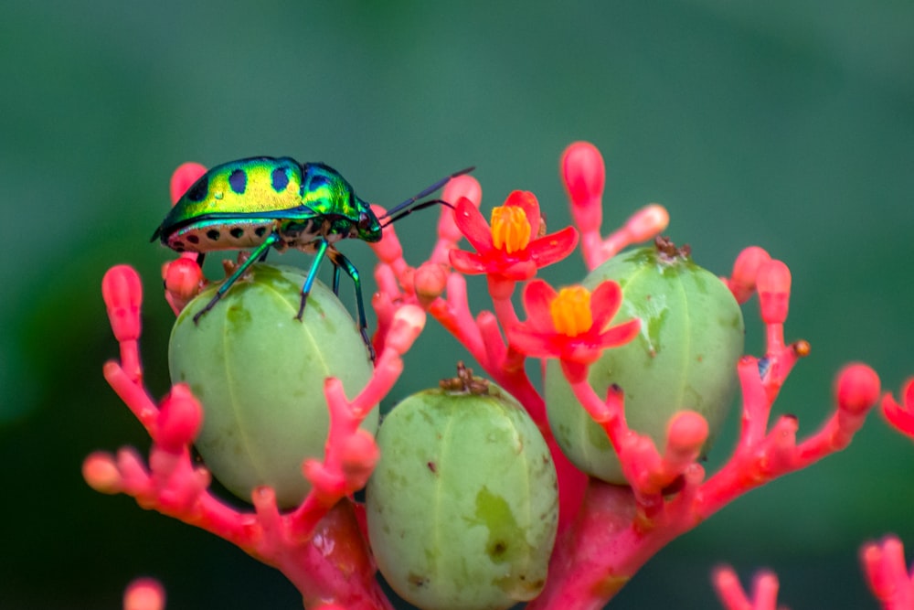 green and black bug on green and red flower