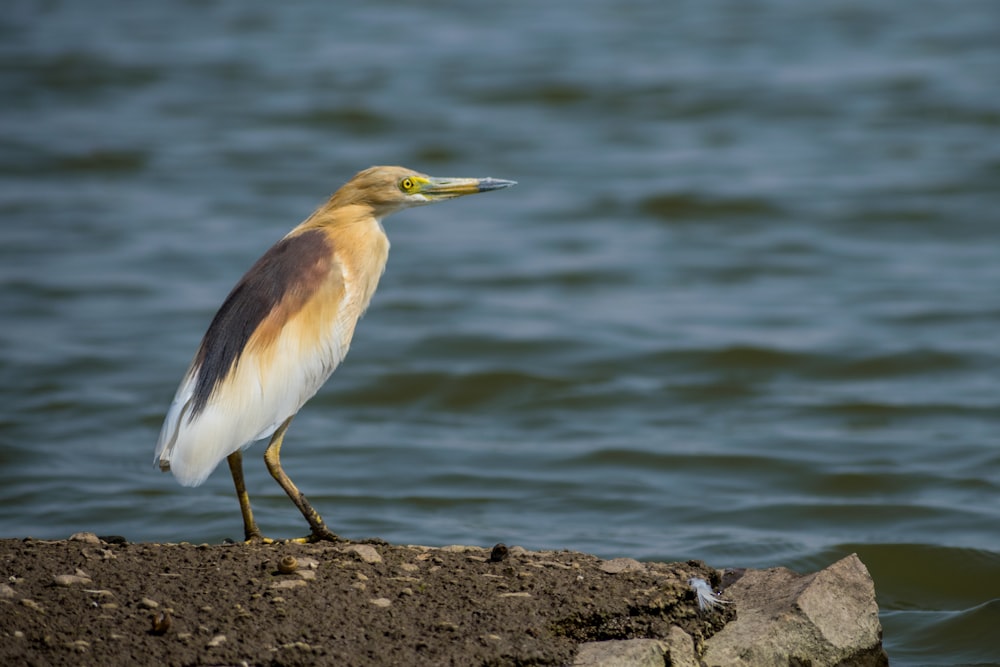 white and brown bird on rock near body of water during daytime