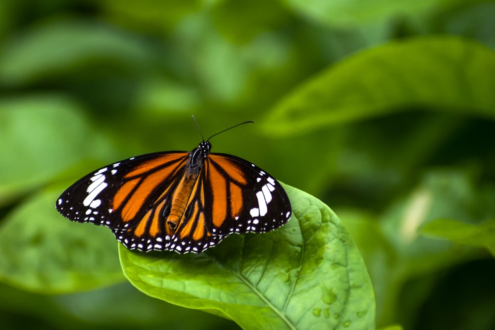 Monarchfalter sitzt tagsüber auf grünem Blatt in Nahaufnahmen