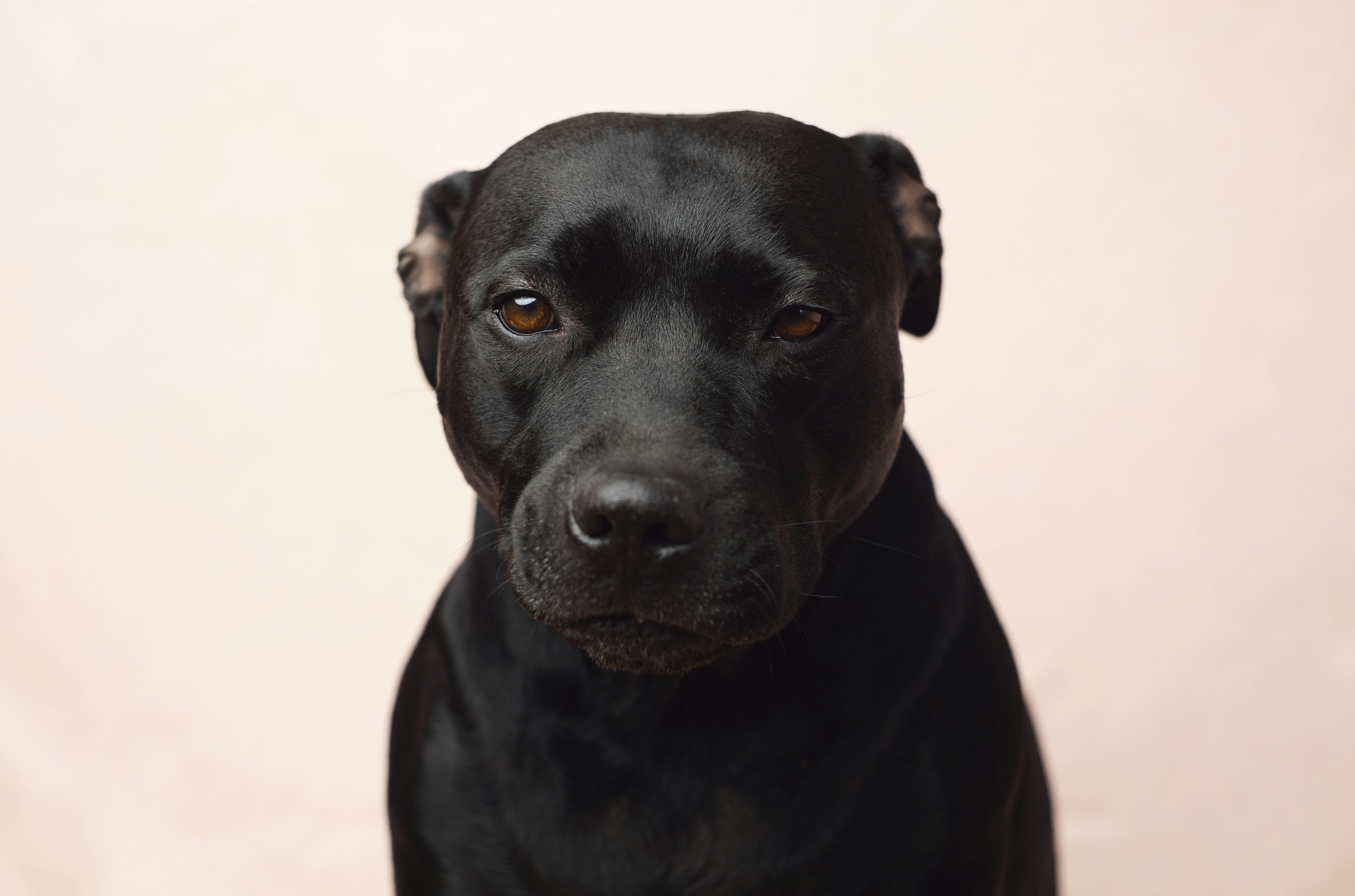 black short coat medium dog photo Free Image on Unsplash