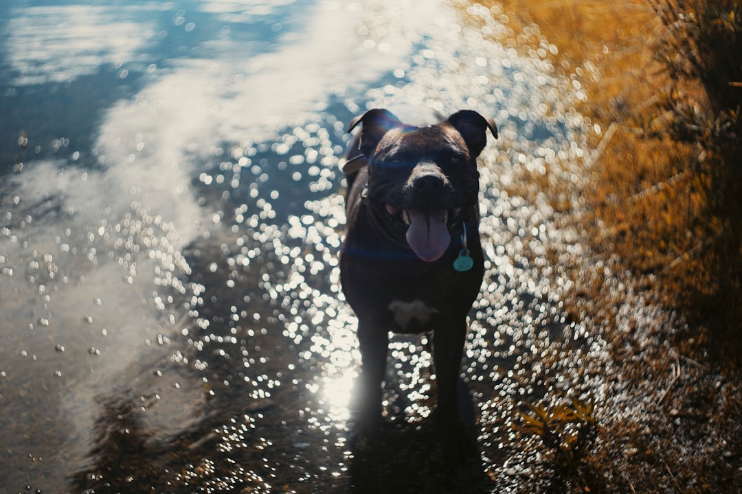black short coated dog on water