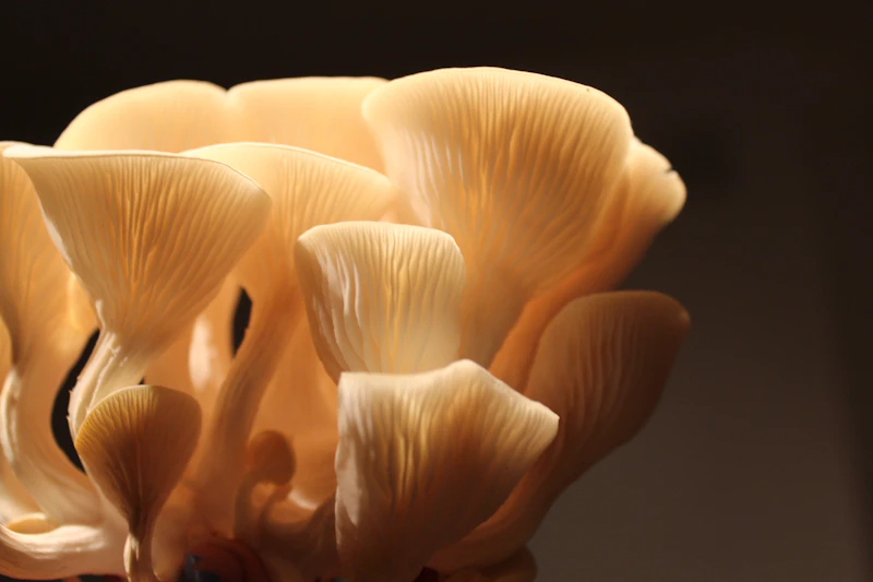 Dark-capped grey oyster mushroom on a black background