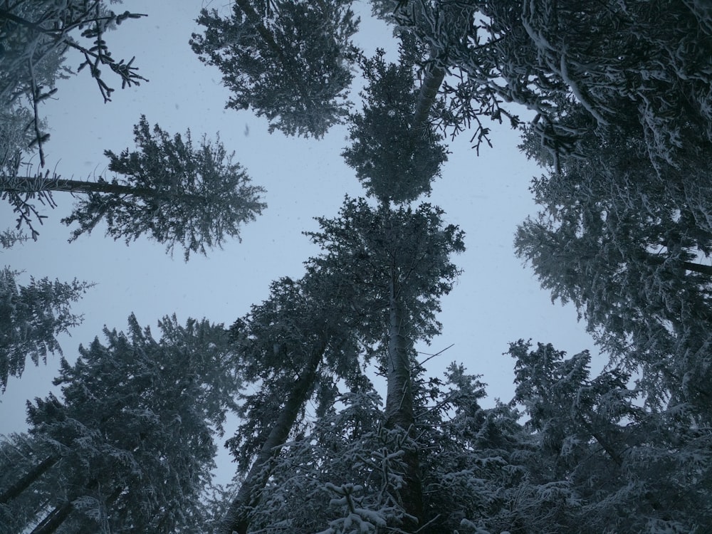 green trees under white sky during daytime