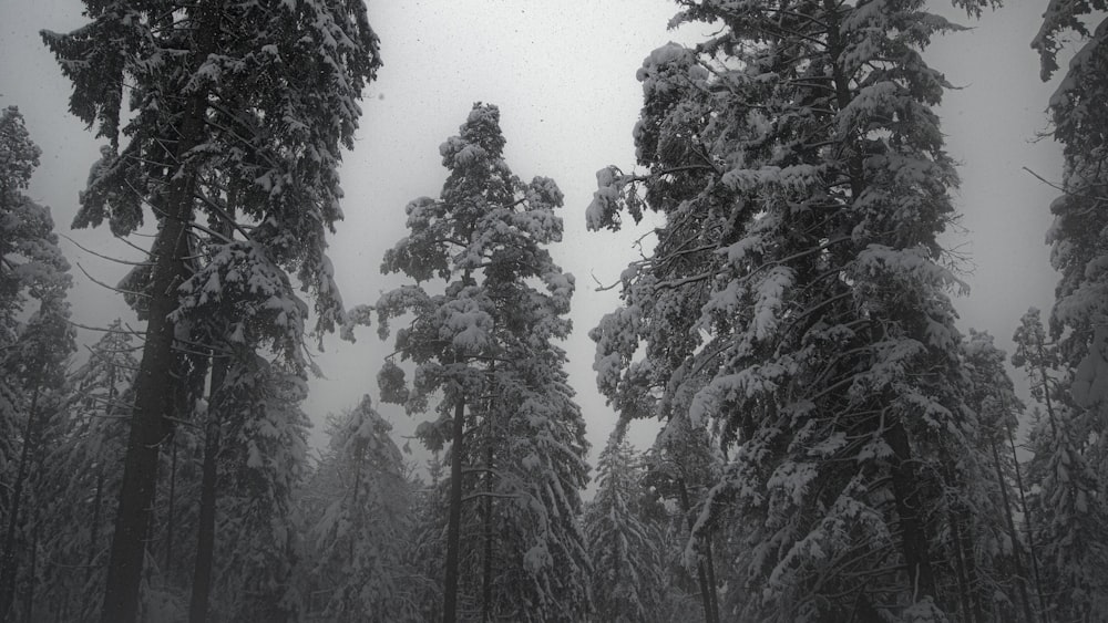 grayscale photo of trees covered with snow