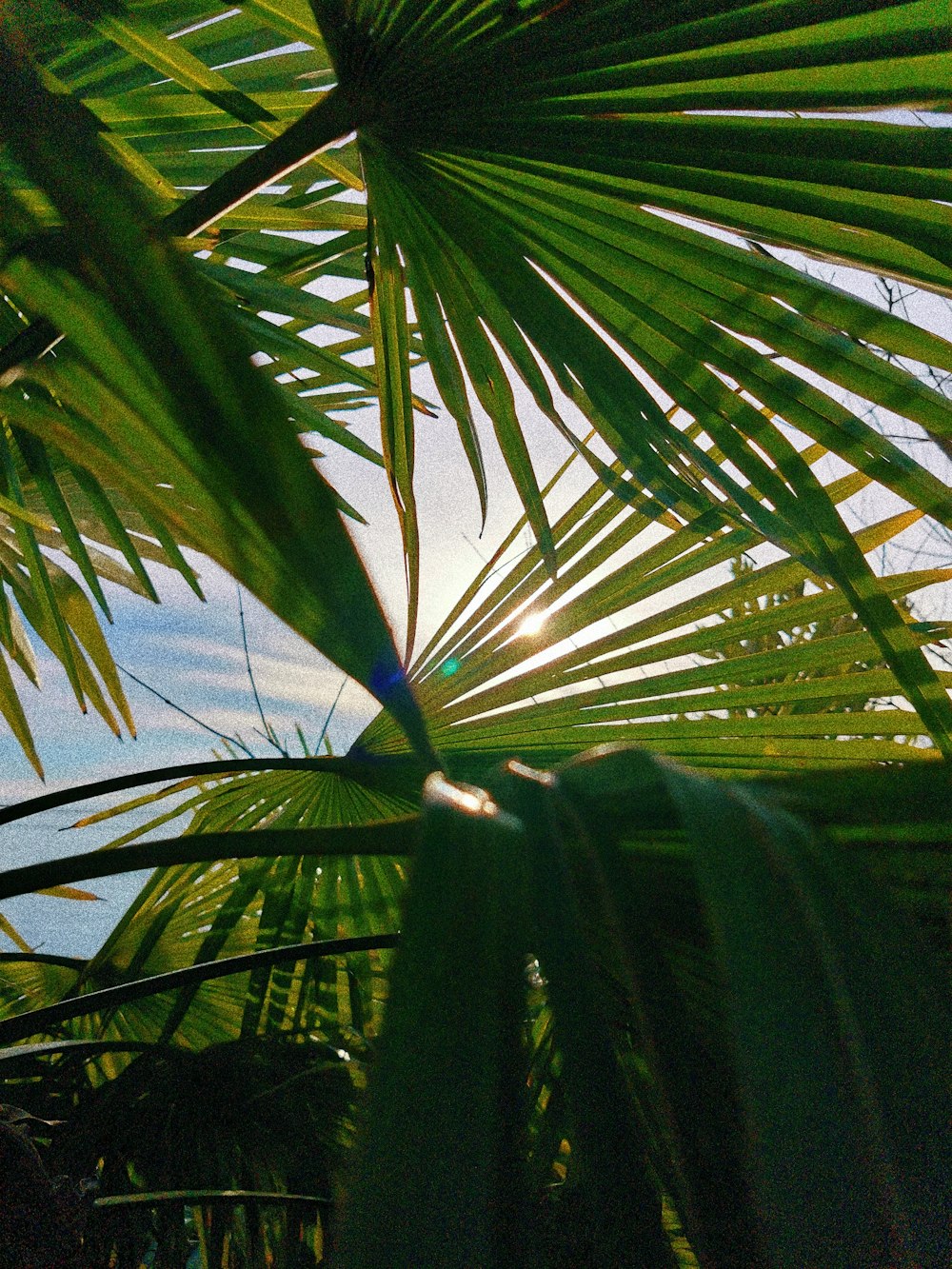 palmier vert sous le ciel bleu pendant la journée