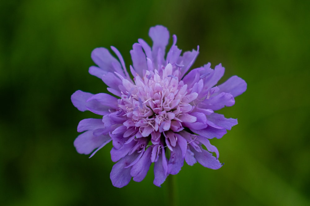 flor roxa na lente do deslocamento da inclinação