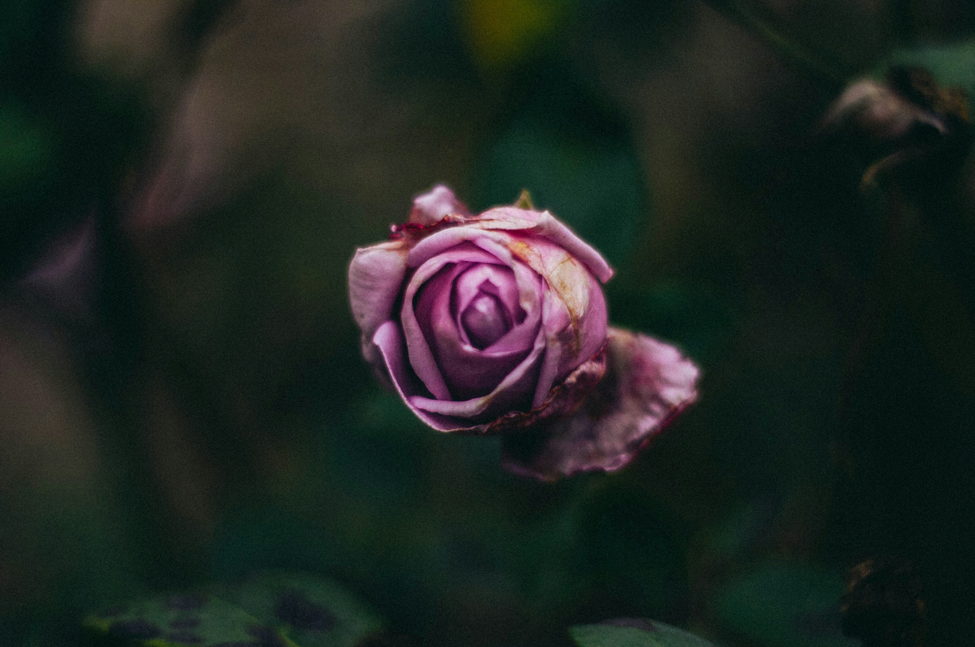 Lavender Rose Print