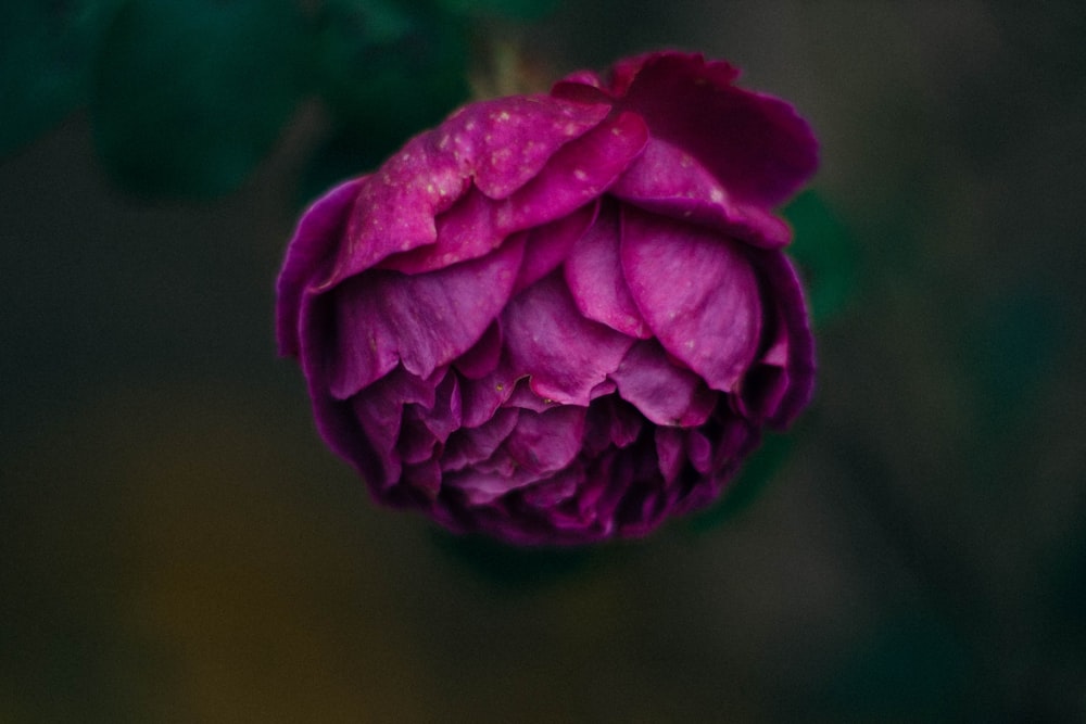 purple flower in macro shot