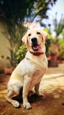 A sitting Labrador Retriever with a light golden coat, wearing a red collar. It looks directly at the viewer with its tongue out, emitting a friendly and playful demeanor. The background features a blurred garden setting with plants and potted greenery.