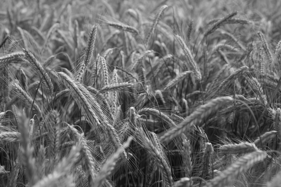 grayscale photo of wheat field