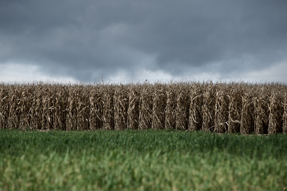 brown wheat field under gray sky